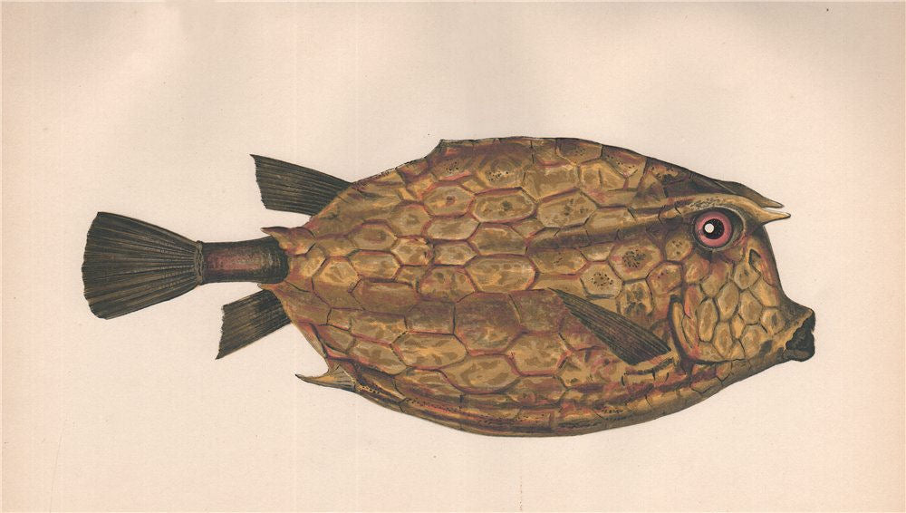 SCRAWLED COWFISH Acanthostracion quadricornis, four-horned trunkfish. COUCH 1862